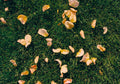 Flower Petals
